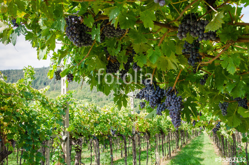 fotolia_93862132