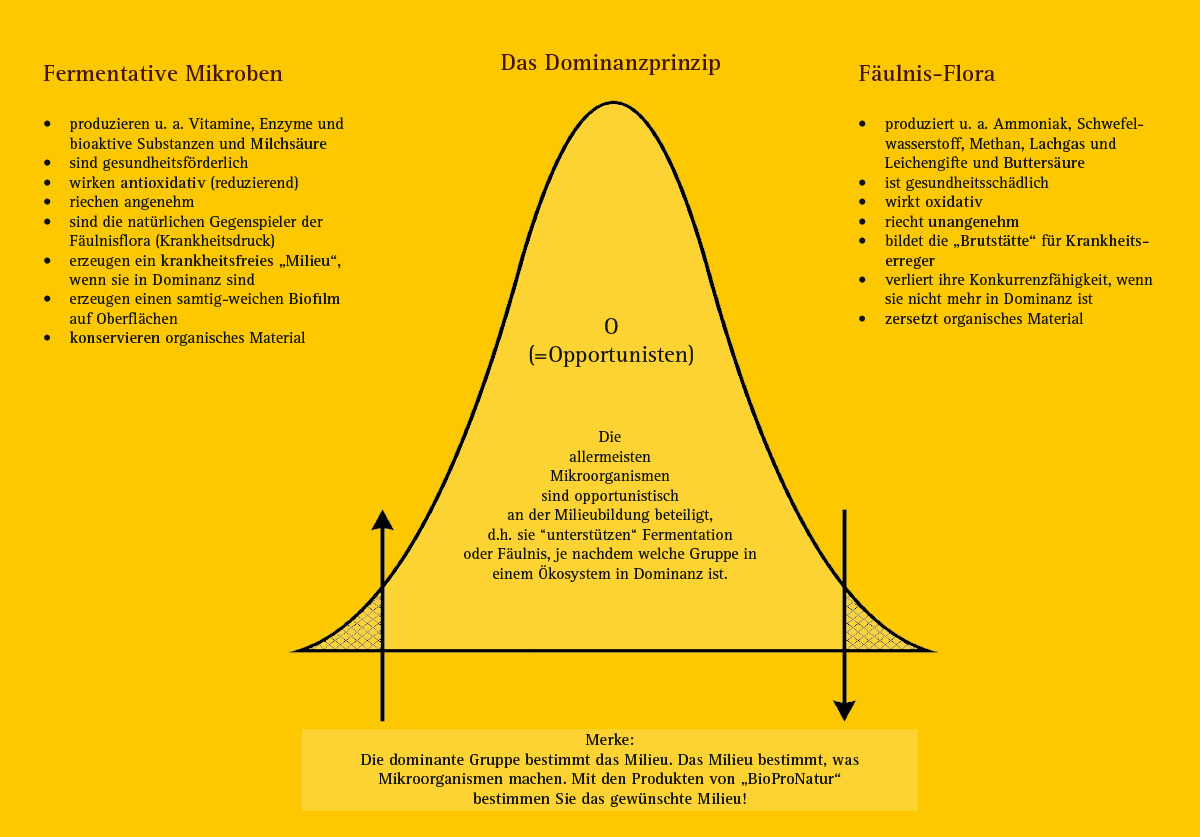 domiangrafik